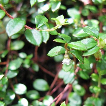 Gaultheria japonica unspecified picture