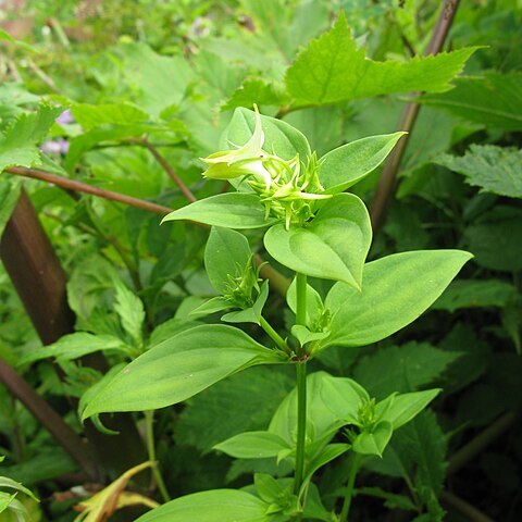 Halenia corniculata unspecified picture