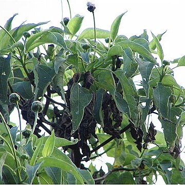 Psychotria rufipes unspecified picture