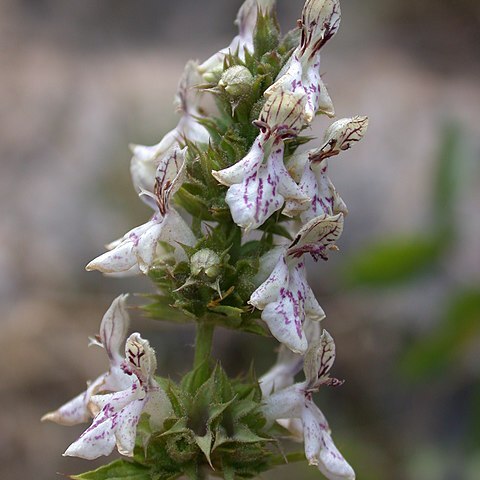 Stachys distans unspecified picture