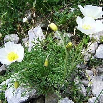 Papaver tatricum unspecified picture