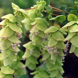 Origanum acutidens unspecified picture