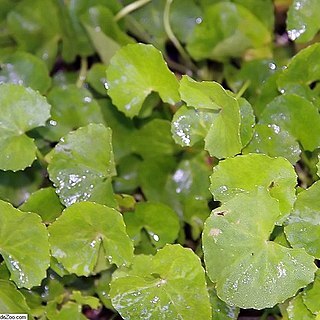 Bupleurum chinense unspecified picture