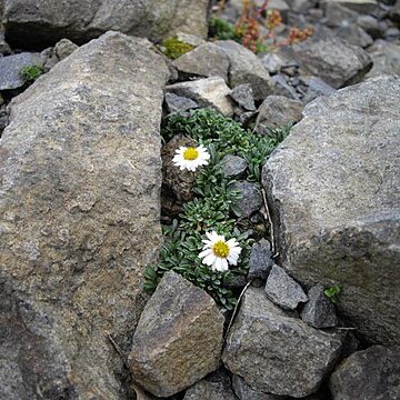 Erigeron scopulinus unspecified picture