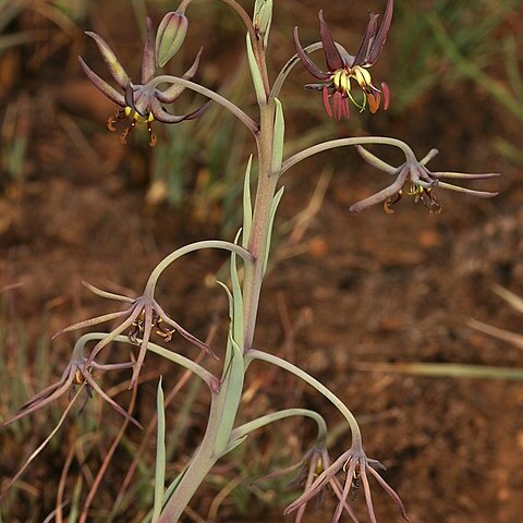 Ornithoglossum vulgare unspecified picture