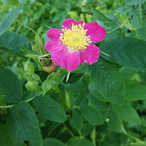 Rosa glabrifolia unspecified picture