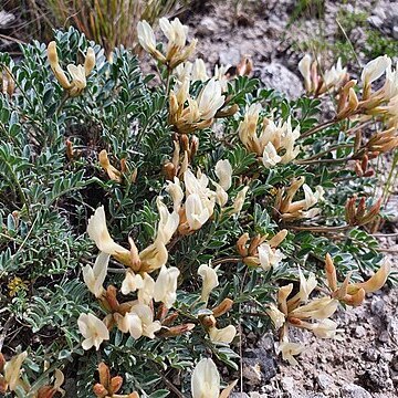 Astragalus helmii unspecified picture