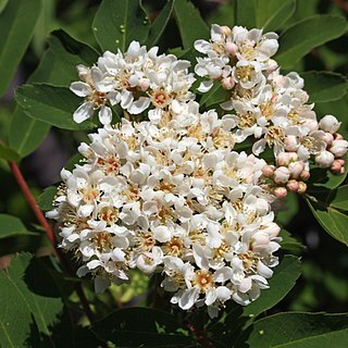 Sorbus sitchensis unspecified picture