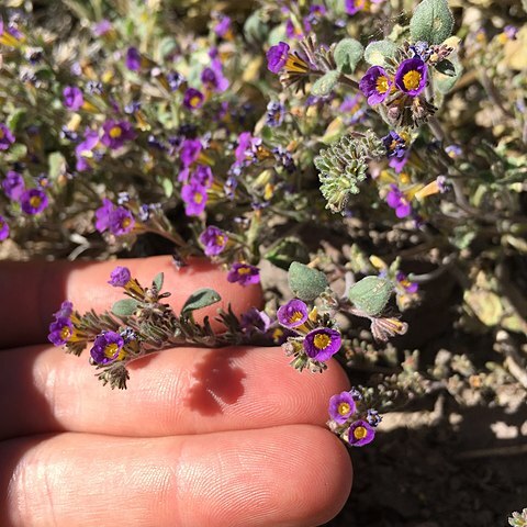 Phacelia gymnoclada unspecified picture