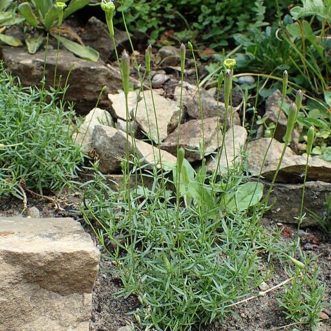 Silene parnassica unspecified picture