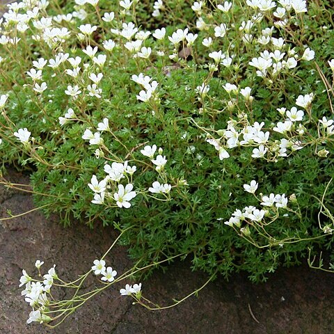 Saxifraga vayredana unspecified picture