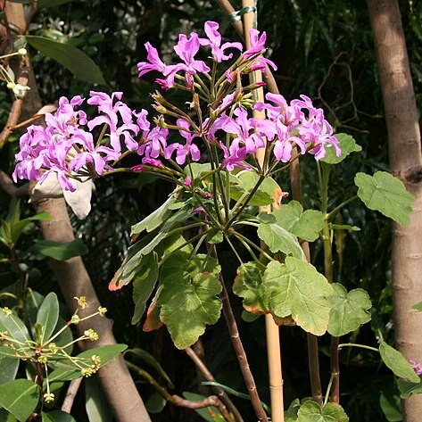 Pelargonium caylae unspecified picture