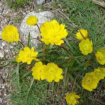 Ranunculus abnormis unspecified picture