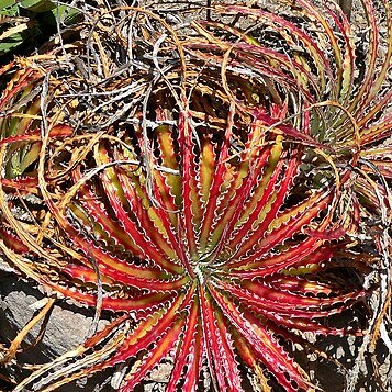 Hechtia texensis unspecified picture