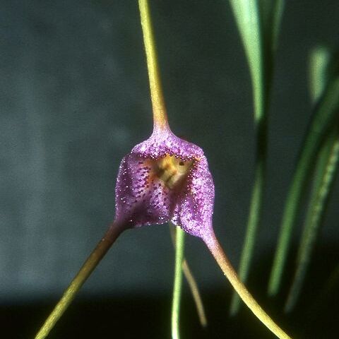 Masdevallia glandulosa unspecified picture