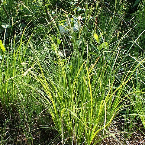 Carex randalpina unspecified picture