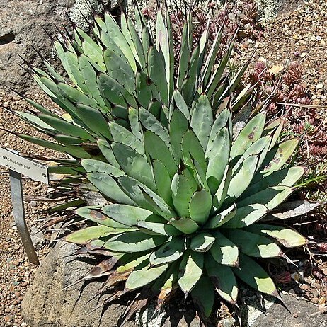 Agave macroacantha unspecified picture