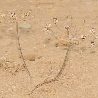 Allium sindjarense unspecified picture