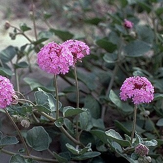 Abronia ameliae unspecified picture