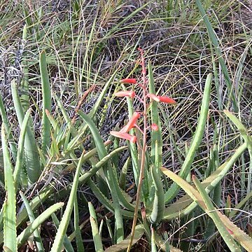 Aloe isaloensis unspecified picture