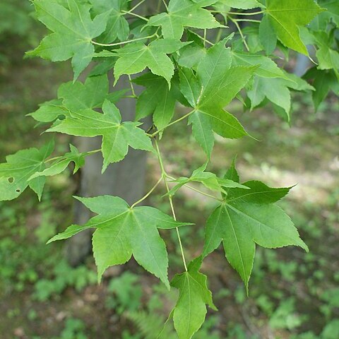 Acer oliverianum unspecified picture