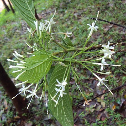 Pavetta crassicaulis unspecified picture