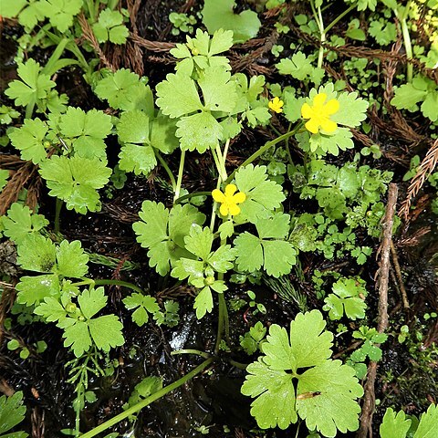 Ranunculus hakkodensis unspecified picture