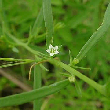 Thesium chinense unspecified picture