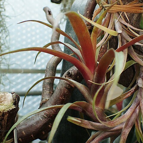 Tillandsia carnosa unspecified picture