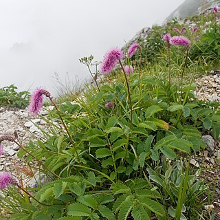 Sanguisorba hakusanensis unspecified picture