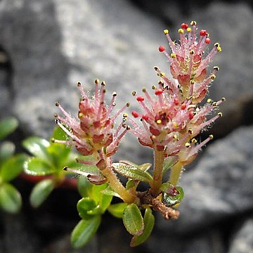 Salix lindleyana unspecified picture