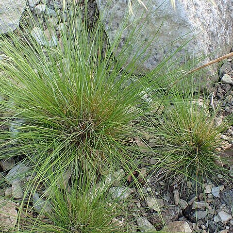 Festuca acuminata unspecified picture