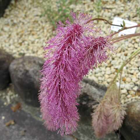 Sanguisorba hakusanensis unspecified picture