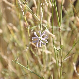 Silene legionensis unspecified picture