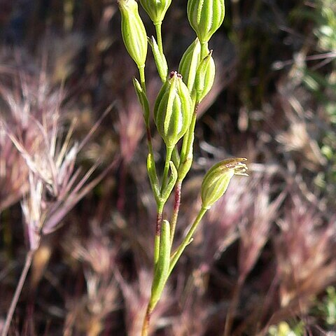 Silene antirrhina unspecified picture