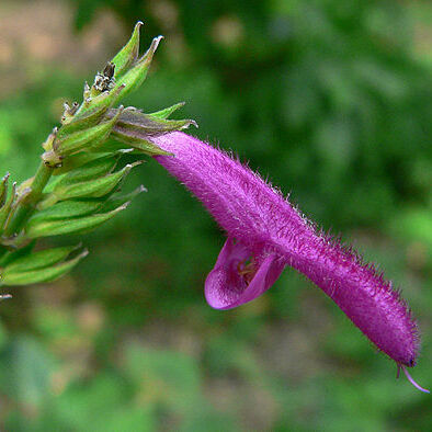 Salvia iodantha unspecified picture