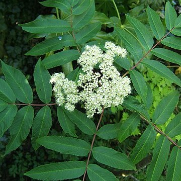 Sorbus sargentiana unspecified picture