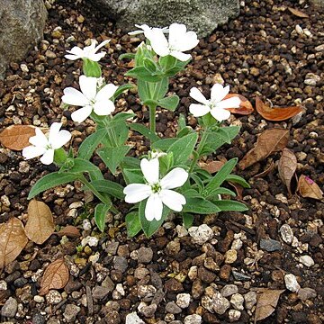 Silene sachalinensis unspecified picture