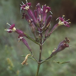 Silene hicesiae unspecified picture