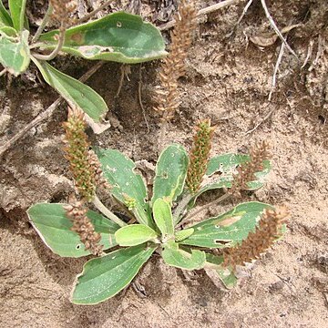 Plantago catharinea unspecified picture