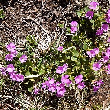 Primula apennina unspecified picture