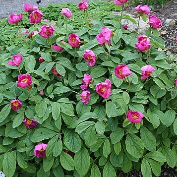 Paeonia mascula subsp. mascula unspecified picture