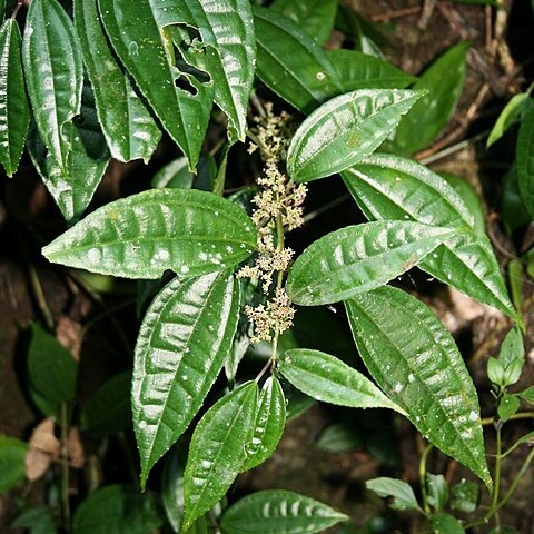 Pilea longicaulis unspecified picture