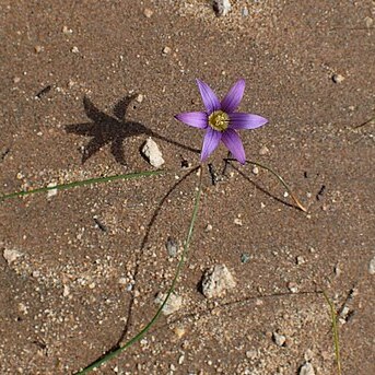 Romulea engleri unspecified picture