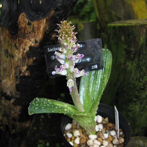 Lachenalia carnosa unspecified picture