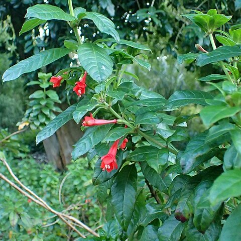 Fuchsia tincta unspecified picture