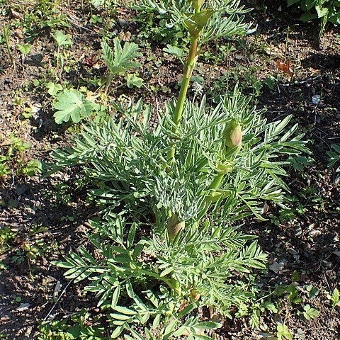 Ferula jaeschkeana unspecified picture