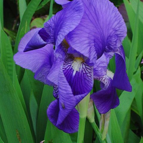 Iris unspecified picture