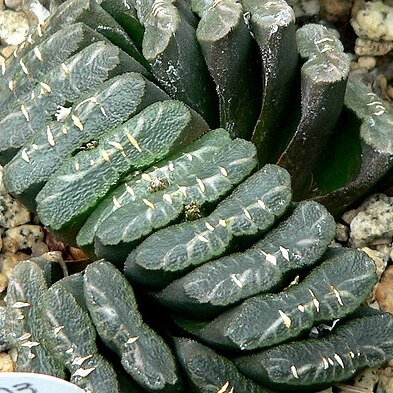 Haworthia truncata unspecified picture