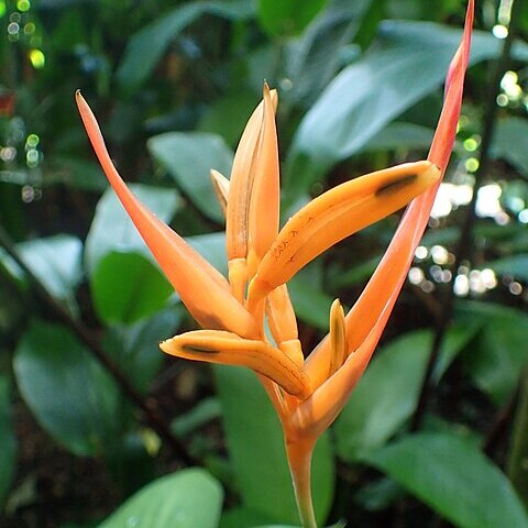 Heliconia talamancana unspecified picture